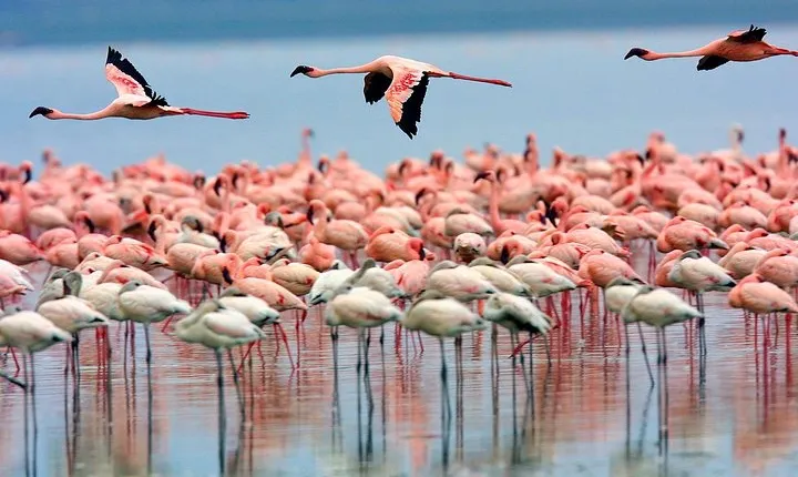 Lake Nakuru Day Trip From Nairobi