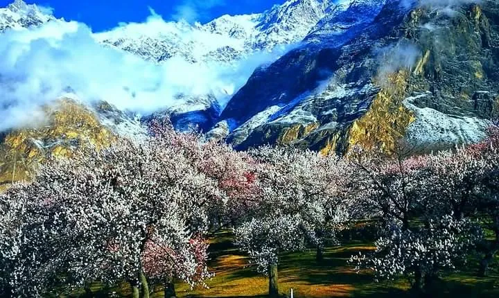 Cherry Blossoms Trip to Northern Areas of Pakistan 2020 (8D 7N)