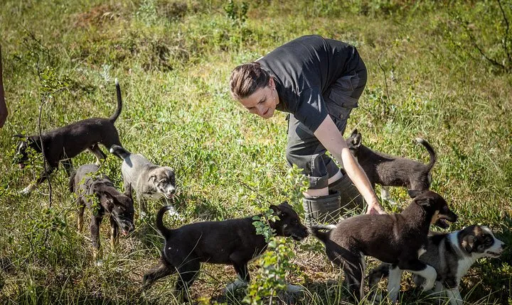 Puppy Training Experience at a Husky Farm in Tromso