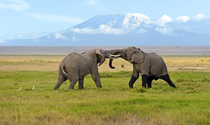 Day Tour - Amboseli National Park From Nairobi