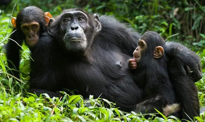 3 Days Kibale National Park Chimpanzee Tracking