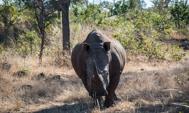 The Mosi oa Tunya National Park Game Drive