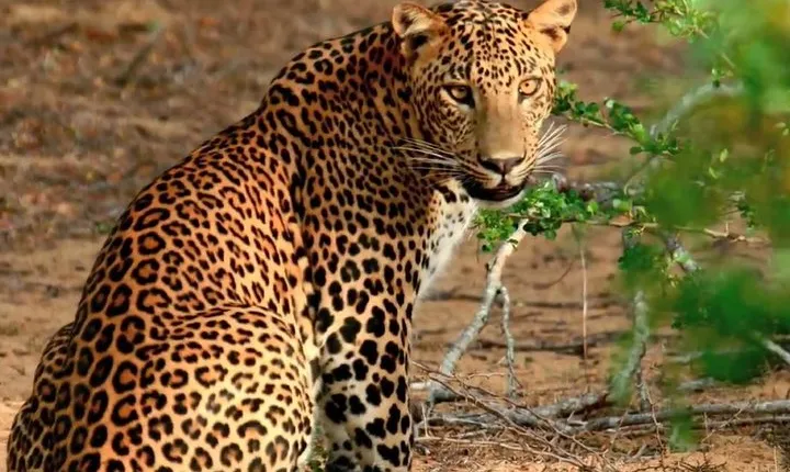 Wild-Life Tour Of Sri Lanka - 10 Days