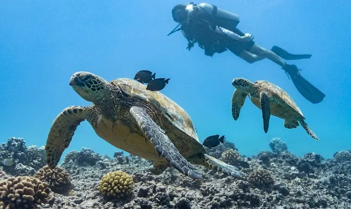 Incredibly Fun Coral Reef Giant Sea Turtles 4hour Boat Scuba Tour