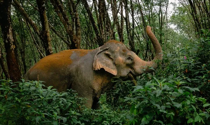 Khaolak Elephant Sanctuary, Cooking Class and Waterfall Tour