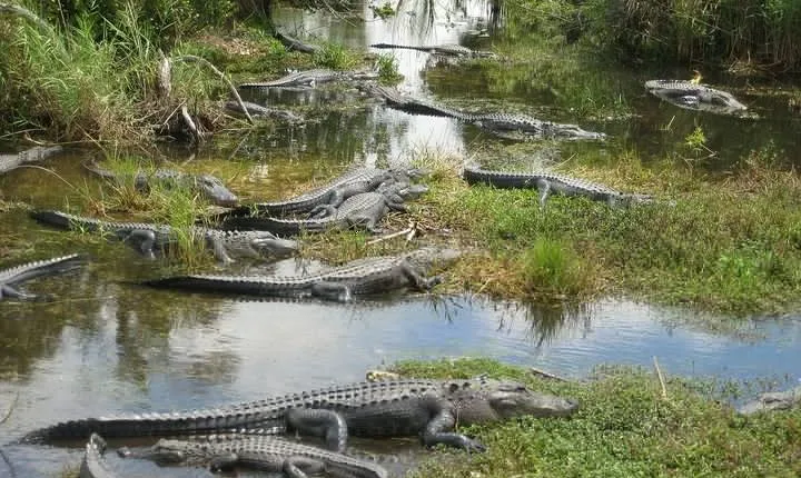 Private 4-hour Tour of Everglades from Miami Dade