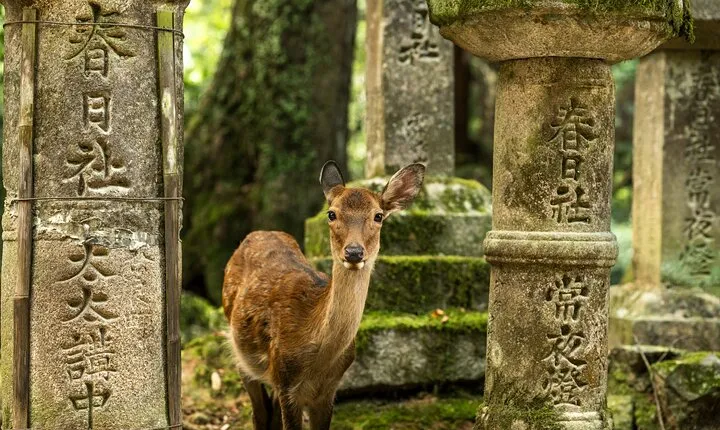Private Japanese Ancient Tour from Kyoto to Nara