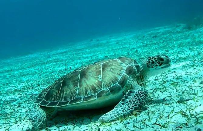 Unforgettable FRANCOPHONE excursion to Cozumel El Cielo
