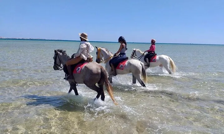 Horse Riding Beach or Desert with transfer from Sharm El Sheikh