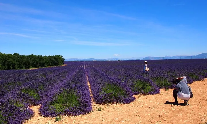 Lavender Fields Tour in Valensole from Marseille