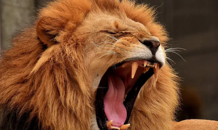 4 Days / 3 Nights Join group safari