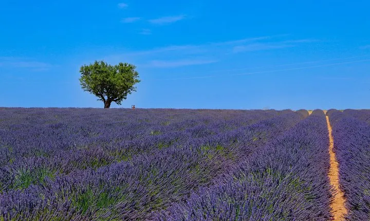 Provence – Lavender Fields Private Extended Full-Day Tour