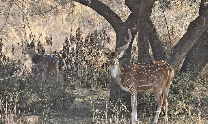 Rajasthan Wildlife Tour With Ranthambore, Bharatpur & Sariska