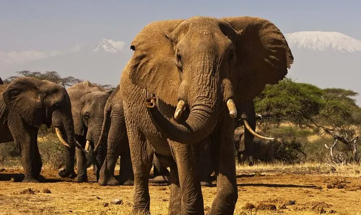 3 Days Masai Mara Wild Encounters - Lodge Safari-Private 4X4 JEEP