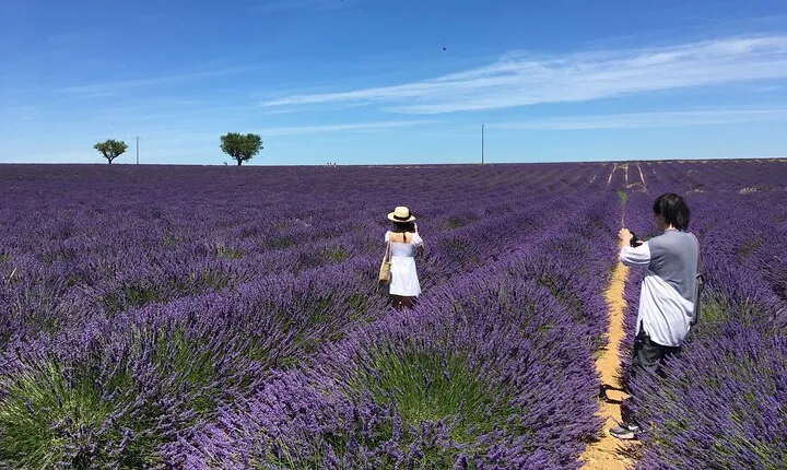 4-Hour Lavender Fields Tour in Valensole from Aix-en-Provence