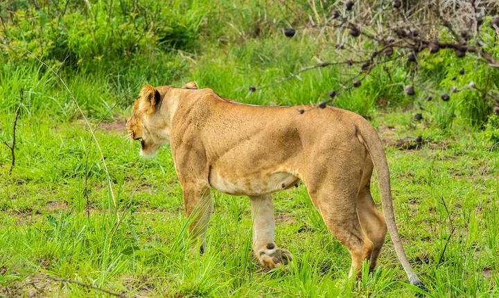 6 Days Primates and Game Drive Safari in Uganda