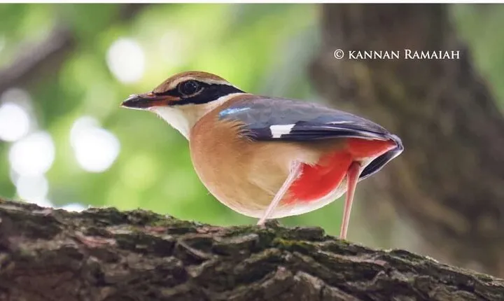 Private 2 Days 1 Night Kotagiri Birding Photo Travel