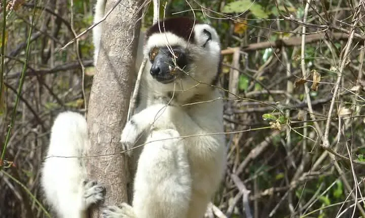 Tsingy / Kirindy Forest