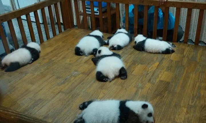 Everything Panda Private Day Tour in Chengdu
