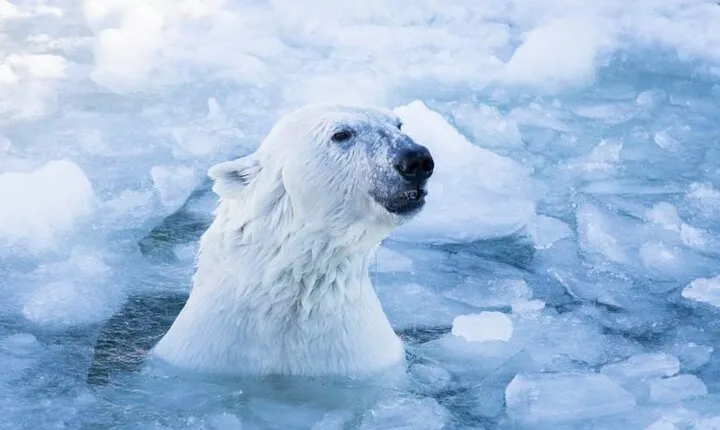 Arctic Polar Bear Adventure Afternoon Trip
