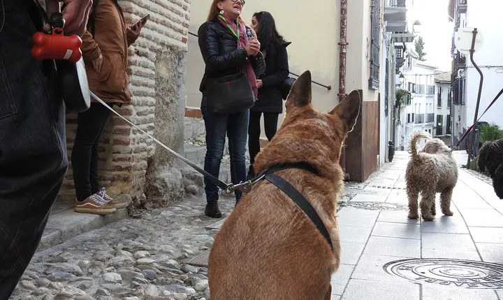 Guided visit to the Realejo with dogs