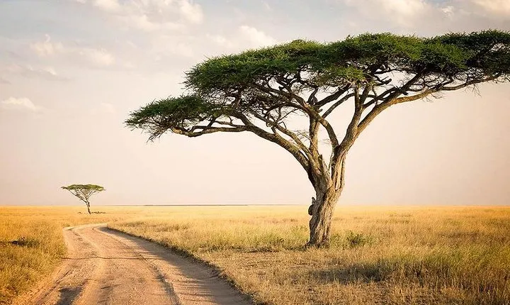 6 Day: Magnificent Wildlife Adventure