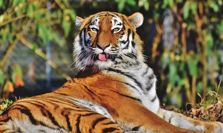 India's Golden Triangle Tour With Tigers 9 Days - ALL INCLUSIVE