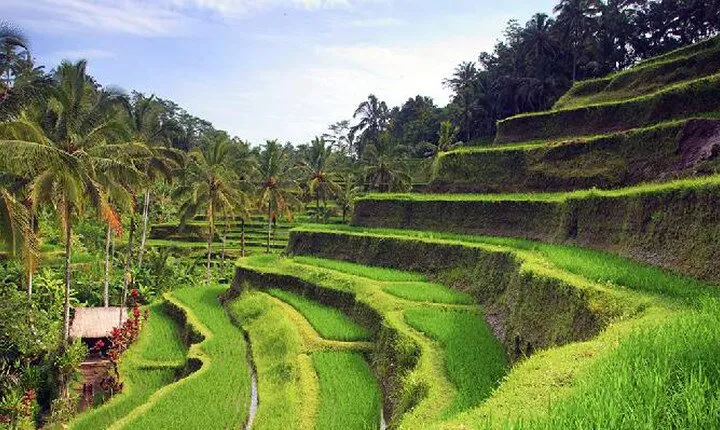 Ubud Tour - Best of Ubud - All Inclusive