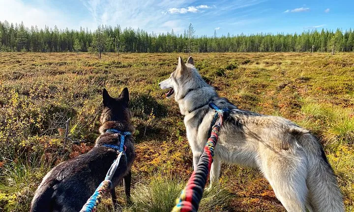 A Day At Wolfland - Private Tour