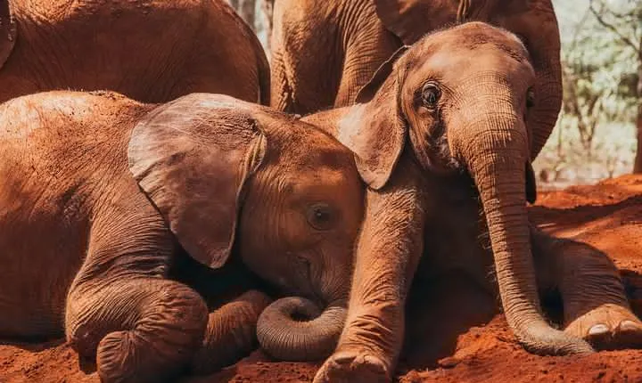 Giraffe Centre, Elephant Orphanage & Nairobi National Park Tour