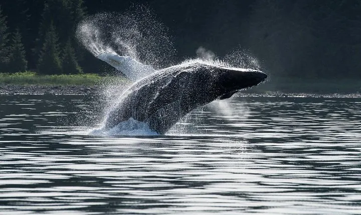 Hoonah Whale-Watching Cruise - Near Icy Strait Point
