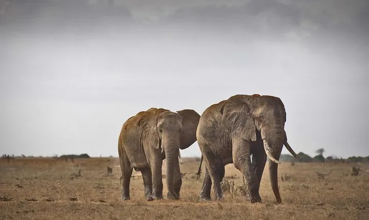 2-Day Mombasa to Tsavo East Safari