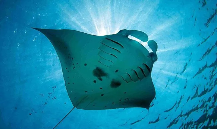Three Islands Snorkeling Swim With Manta Rays from Lembongan