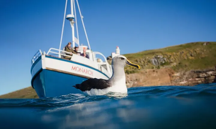 Otago Peninsula Wildlife Cruise with Monarch