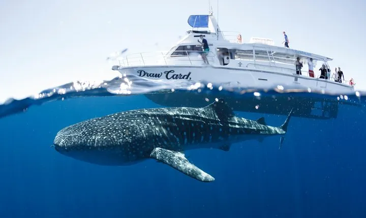 Swim with Whale Sharks in the Ningaloo Reef: 3 Island Shark Dive