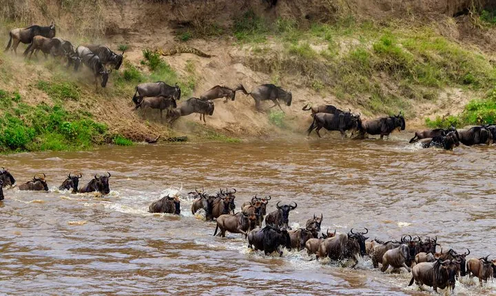 10 Days Private Camping Safari & Great Migration