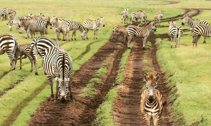 tarangire & ngorongoro 2 days tour