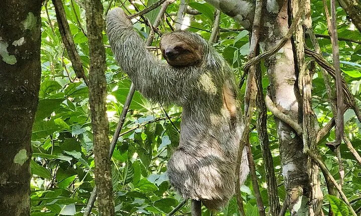 Sloth Tour in the Rainforest from Costa Rica