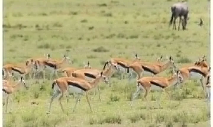 5 Days – Tanzania Choice Safari