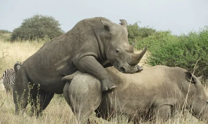  Nairobi park 4x4 Landcruiser, Elephant & Giraffe Centre 