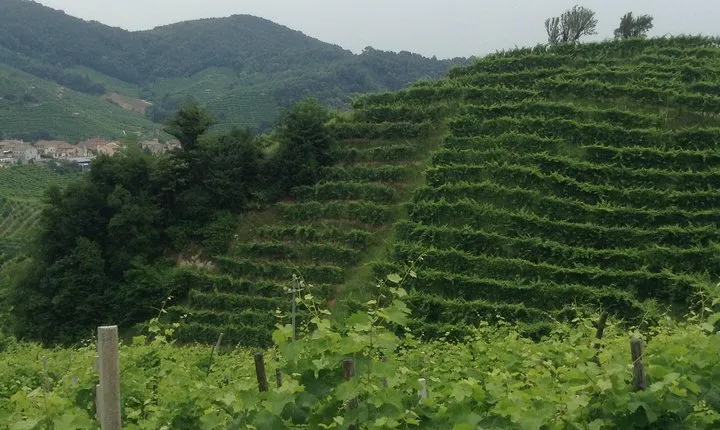 Prosecco Wine Tour With Tiramisu' From Venice