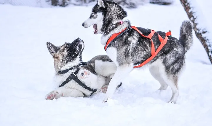5km Husky Passenger Sled Ride Experience