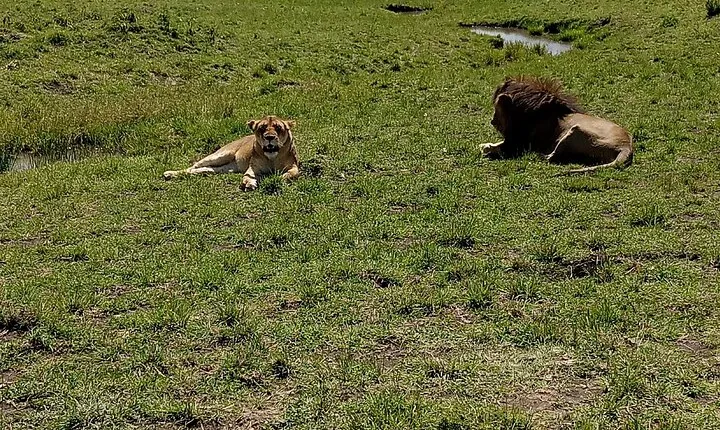 Nairobi National Park Morning Game Drive