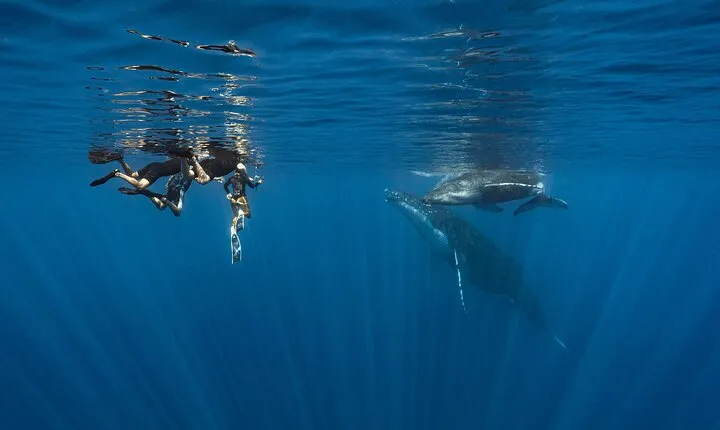 Shared Whale Expedition