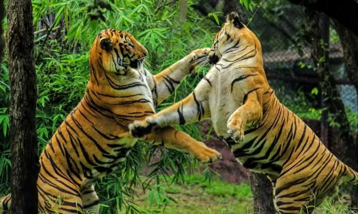 Private One Way Transfer From Pushkar To Ranthambore In AC Vehicle