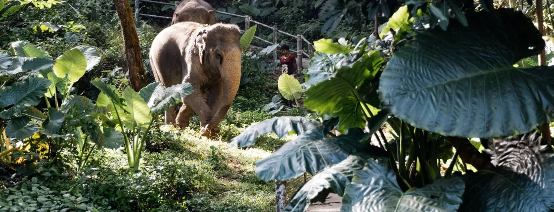 Full-Day Elephant Experience from Khao Lak