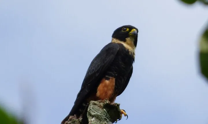 Private Birdwatching Tour from Pereira