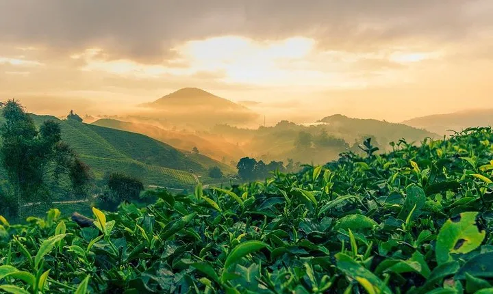 Garden of Nature - Cameron Highlands Full Day Tour