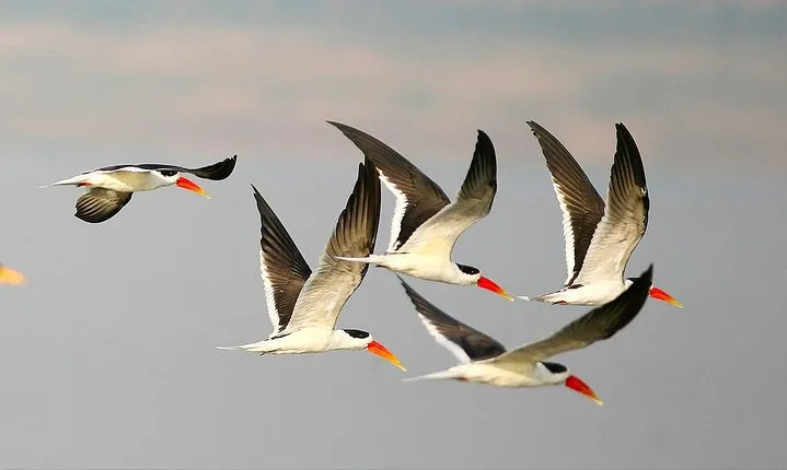 Golden Triangle Tour With Chambal Safari