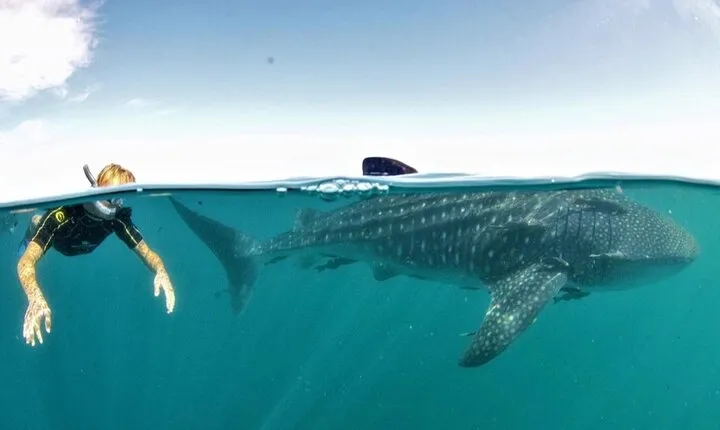Small group Whale Shark snorkeling in La Paz BCS MX